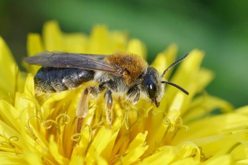 Andrena haemorrhoa